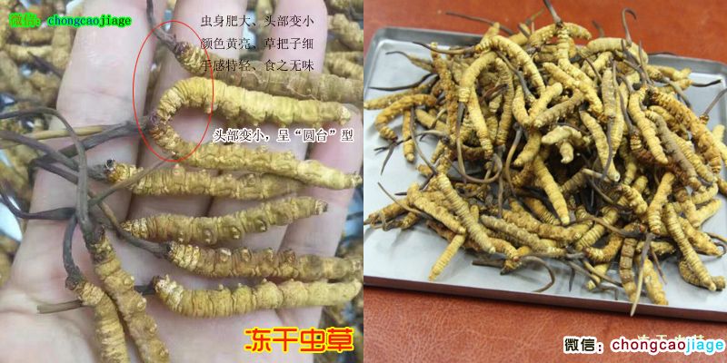 凍干蟲草圖片 凍干蟲草圖片