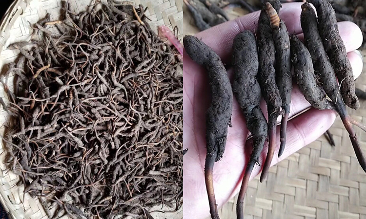 阿壩新鮮蟲草圖片 阿壩新鮮蟲草圖片