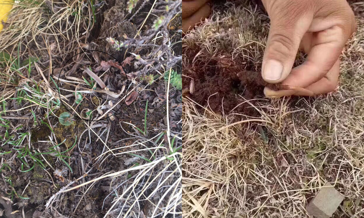 新鮮蟲草草頭的樣子 新鮮蟲草草頭的樣子