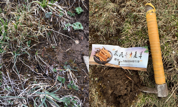 新鮮蟲草長(zhǎng)什么樣子 新鮮蟲草長(zhǎng)什么樣子