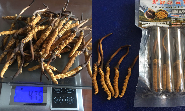 0.4-0.5克一根果洛新鮮蟲草圖片 0.4-0.5克一根果洛新鮮蟲草圖片