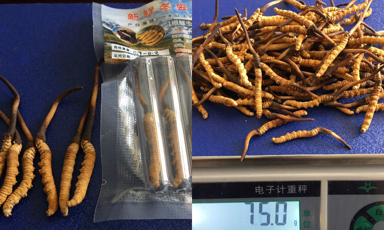 0.7-0.8克一根果洛新鮮蟲草圖片 0.7-0.8克一根果洛新鮮蟲草圖片