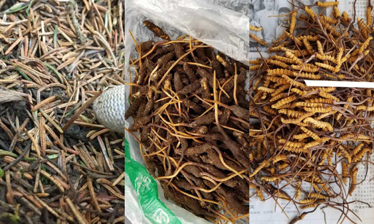 甘南卓尼縣蟲草圖片