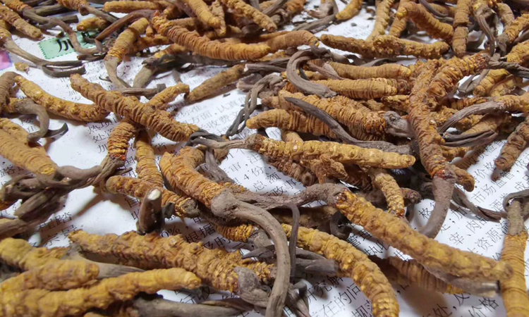 云南德欽梅里雪山蟲草圖片