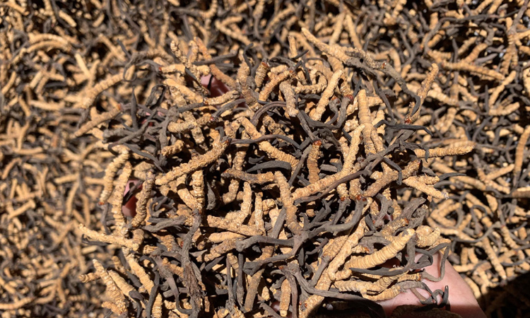 西藏林芝小白冬蟲夏草圖片