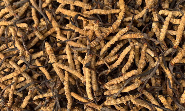 高品質林芝蟲草圖片