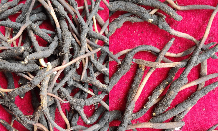 末期草蟲草的尾巴很長