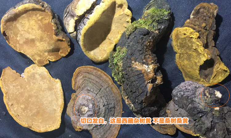 西藏楊樹桑黃圖片 西藏楊樹桑黃圖片