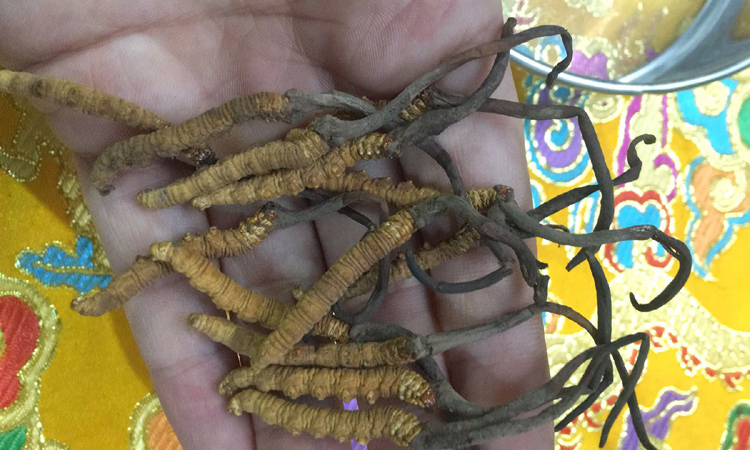 冬蟲夏草顏色發黑的圖片