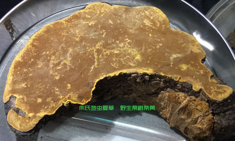 正宗桑樹桑黃圖片 正宗桑樹桑黃圖片