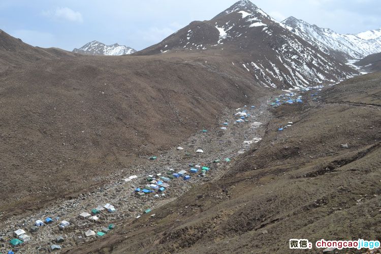 俯瞰蟲草采挖營地中的帳篷