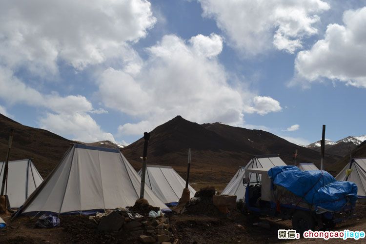 傍晚蟲草采集臨時帳篷