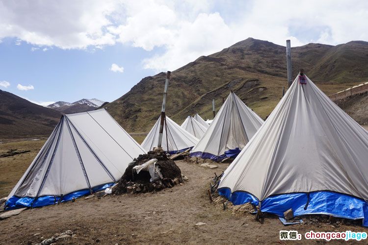 日光下的蟲草采集臨時帳篷