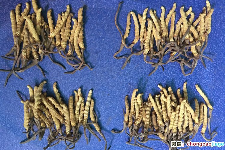4條1克和6條1克冬蟲夏草大小對比圖片