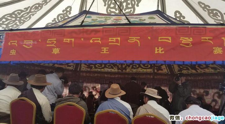那曲蟲(chóng)草王比賽
