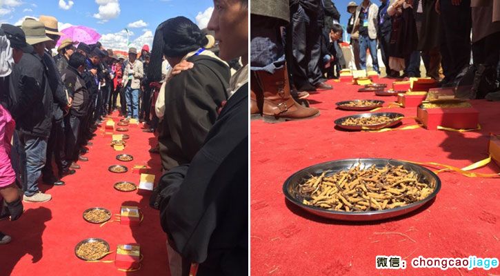 那曲蟲(chóng)草王比賽現(xiàn)場(chǎng)圖片