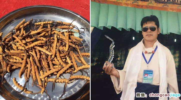 那曲蟲(chóng)草王獲得者