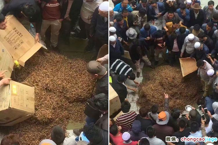 冬蟲夏草大宗交易現(xiàn)場(chǎng)圖片