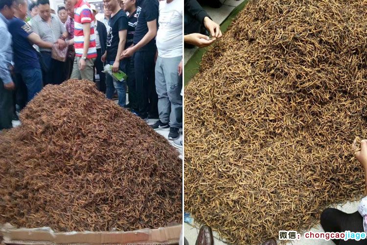 蟲草堆成山的圖片