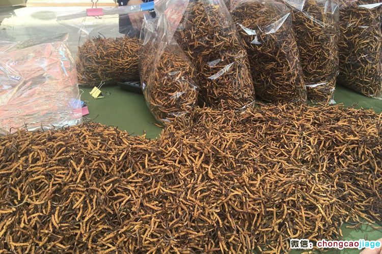 價(jià)值近5000萬(wàn)的冬蟲夏草圖片