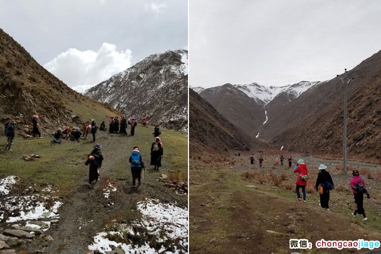 藏民結(jié)隊(duì)上山挖蟲(chóng)草