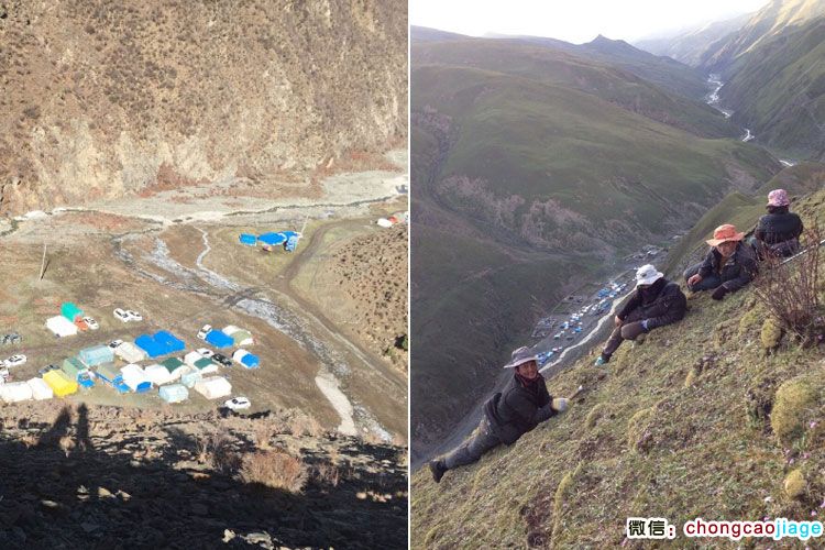 在山腰拍攝的挖蟲(chóng)草照片