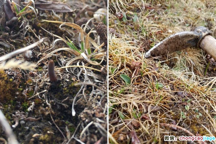 新鮮冬蟲(chóng)夏草生長(zhǎng)圖片