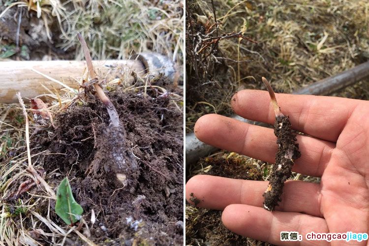 新鮮采挖的蟲(chóng)草照片