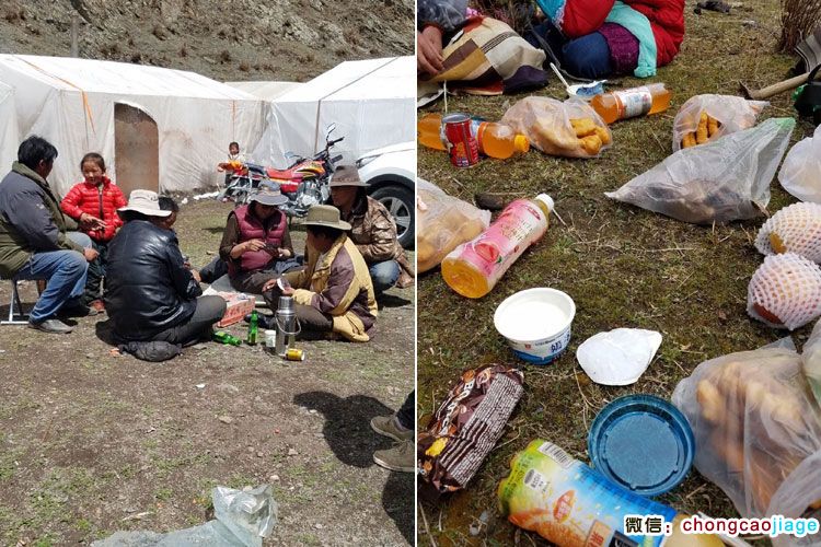 藏民挖蟲(chóng)草飲食照片