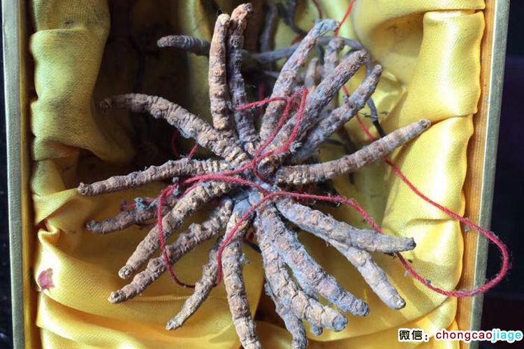 冬蟲夏草發(fā)霉圖片 冬蟲夏草發(fā)霉圖片