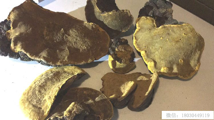 桑樹桑黃正面圖片