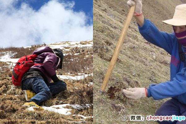 冬蟲夏草采挖圖片