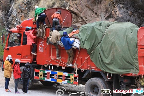 采挖蟲草全家出動