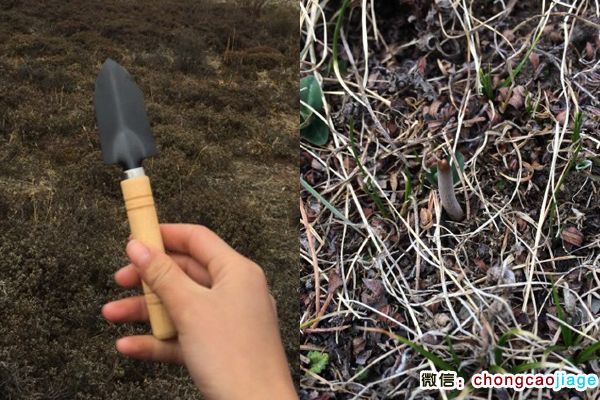 挖蟲草的小工具 挖蟲草的小工具