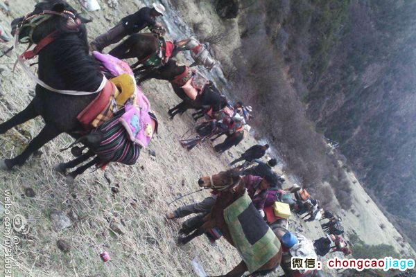 藏民騎馬去采挖蟲草 藏民騎馬去采挖蟲草