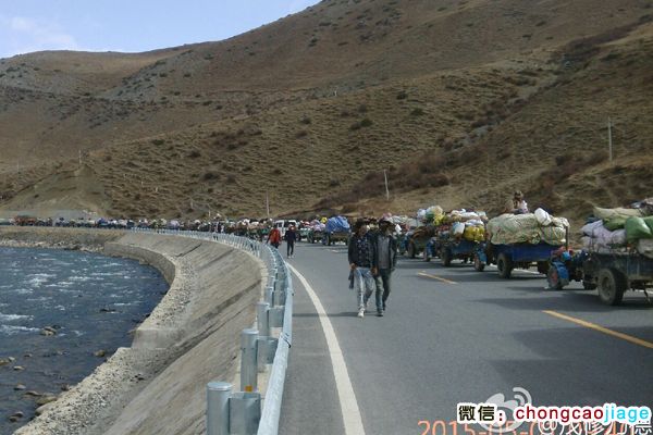 采挖蟲草的藏族隊(duì)伍 采挖蟲草的藏族隊(duì)伍