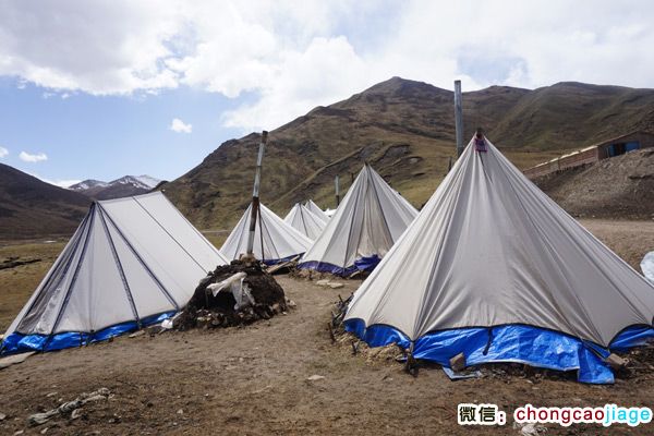 冬蟲(chóng)夏草采挖大軍宿營(yíng)地圖片 冬蟲(chóng)夏草采挖大軍宿營(yíng)地圖片
