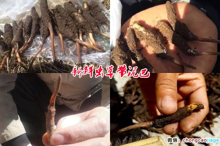 新鮮冬蟲夏草剛采挖出來的圖片 新鮮冬蟲夏草剛采挖出來的圖片