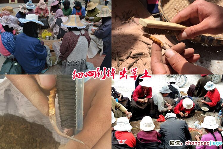 清理冬蟲夏草泥土圖片 清理冬蟲夏草泥土圖片