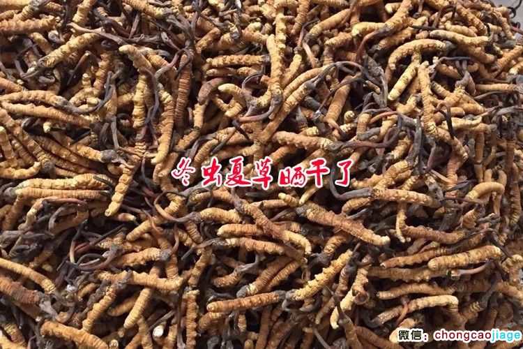 曬干的那曲冬蟲夏草圖片 曬干的那曲冬蟲夏草圖片