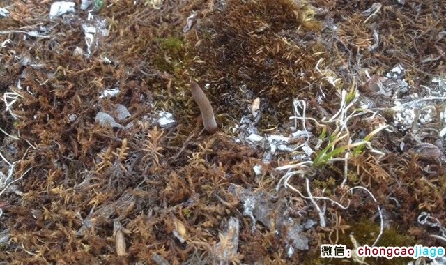 冬蟲夏草的葉子的圖片