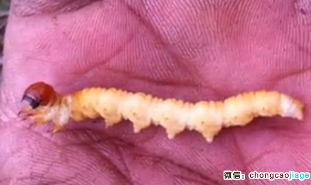 活的冬蟲夏草圖片 活的冬蟲夏草圖片