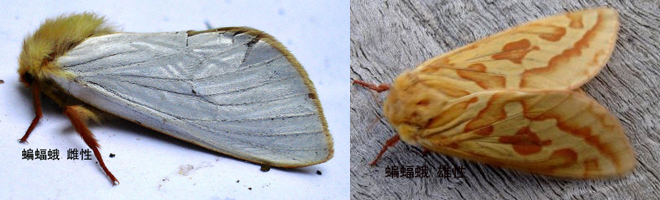 蟲草蝙蝠蛾圖片
