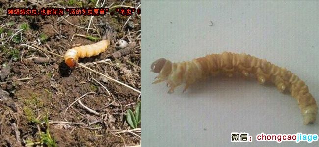 蝙蝠蛾幼蟲圖片