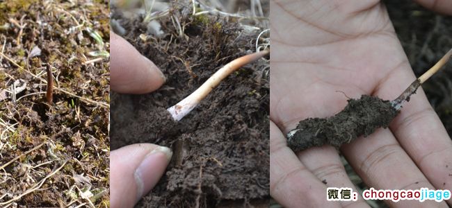 冬蟲夏草夏天的樣子圖片