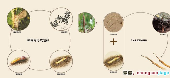 冬蟲夏草生長(zhǎng)過程圖片