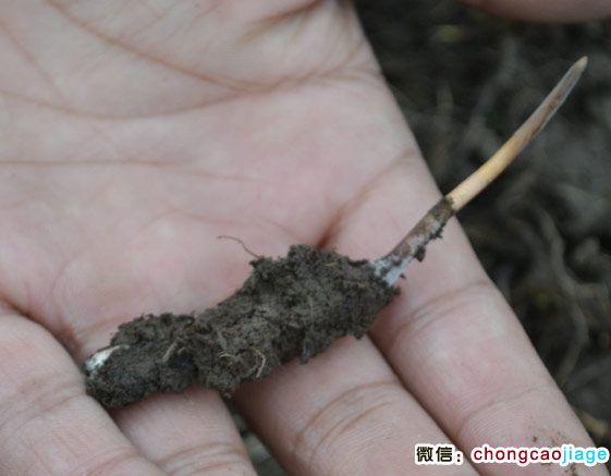 冬蟲夏草新鮮出土的圖片