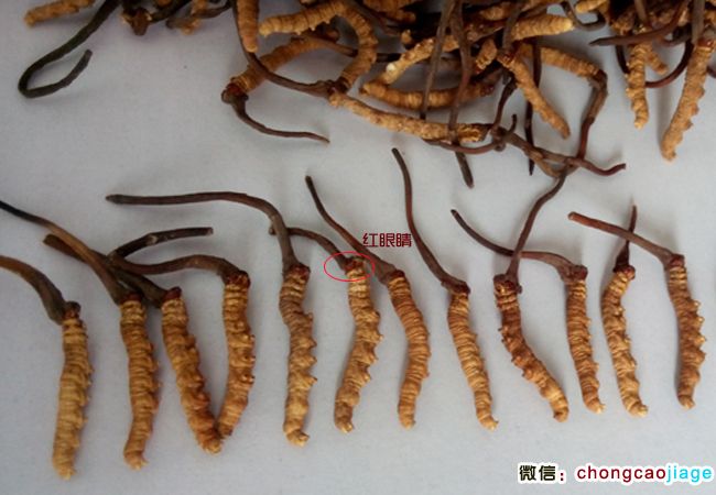 祁連山蟲草圖片