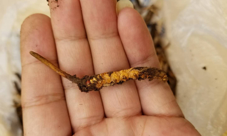 新鮮青海祁連蟲草圖片