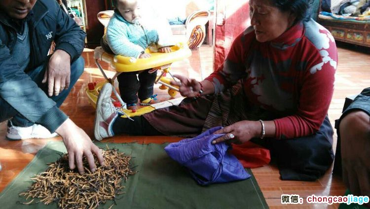 藏家冬蟲夏草交易 藏家冬蟲夏草交易